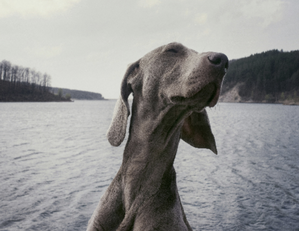  “Puppy Blues”: Understanding the Emotional Struggles of New Dog Owners