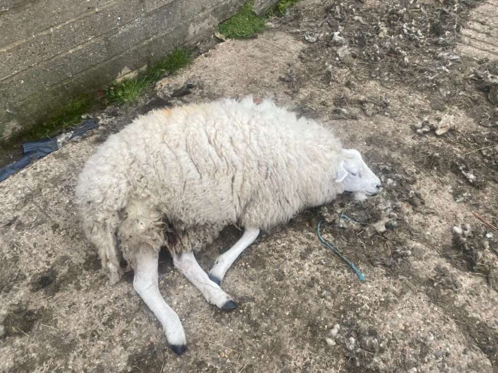 Fatal Dog Attack on Sheep in Ashdown Forest