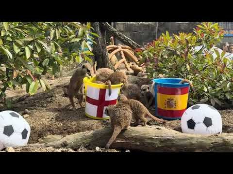 Fur-tune Tellers: Watch the Meerkats Pick England in Euros Final