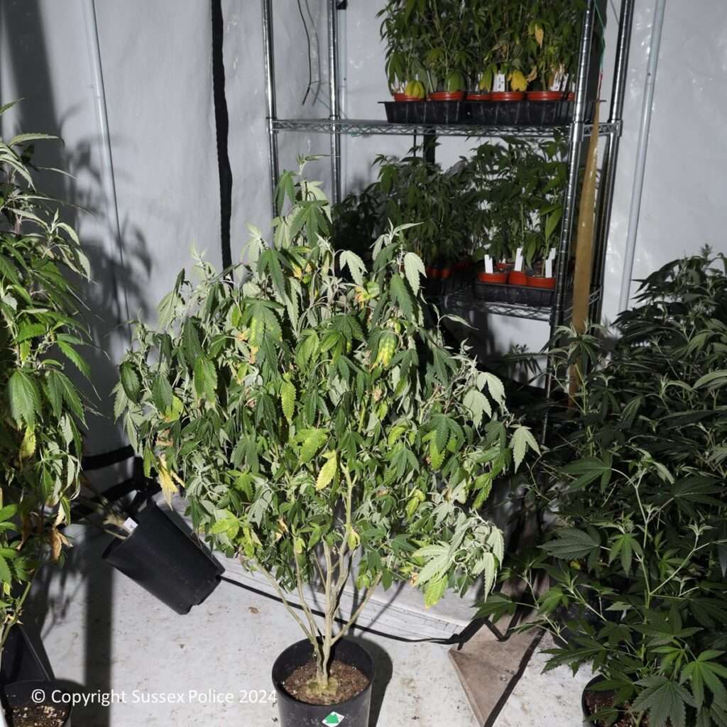 Cannabis Factory Dismantled in Hove