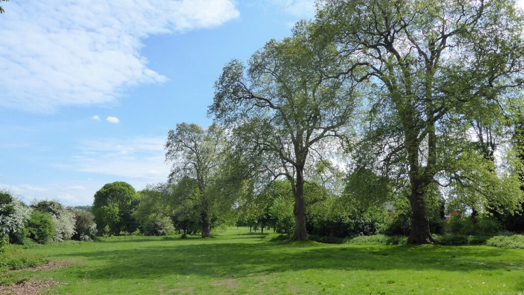 Bones Potentially Human Found at Foots Cray Meadows, Sidcup