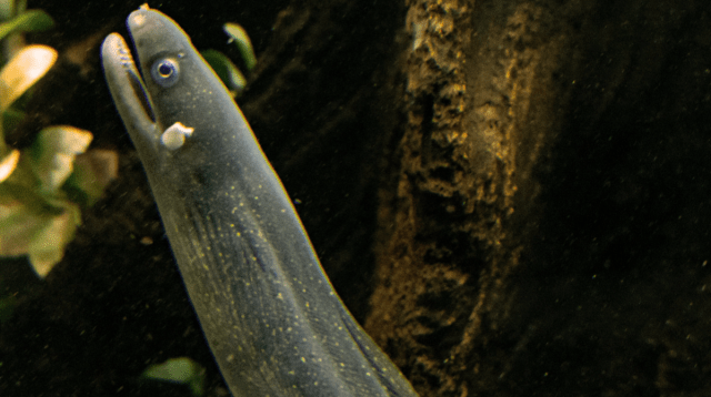 Eel Protection Company Closed After Loan Fraud Investigation