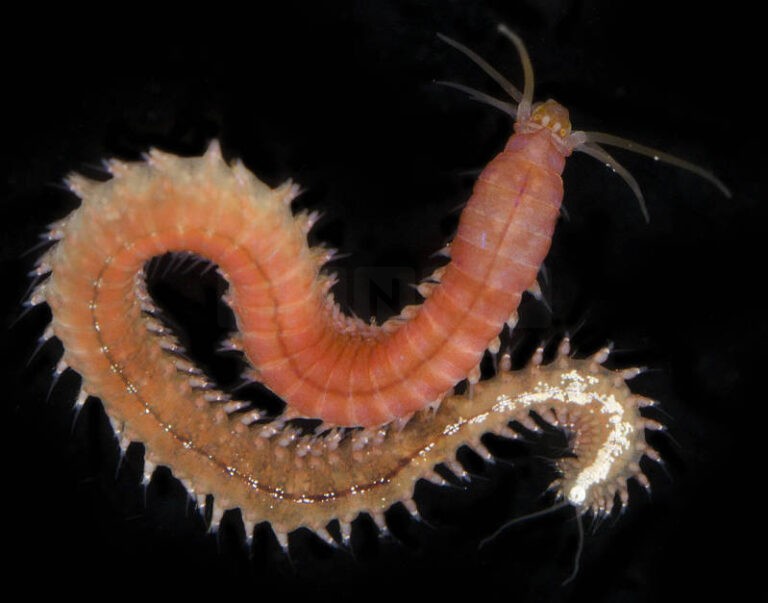 Sea Worm Regenerates Entire Body Parts: Insights from Platynereis dumerilii