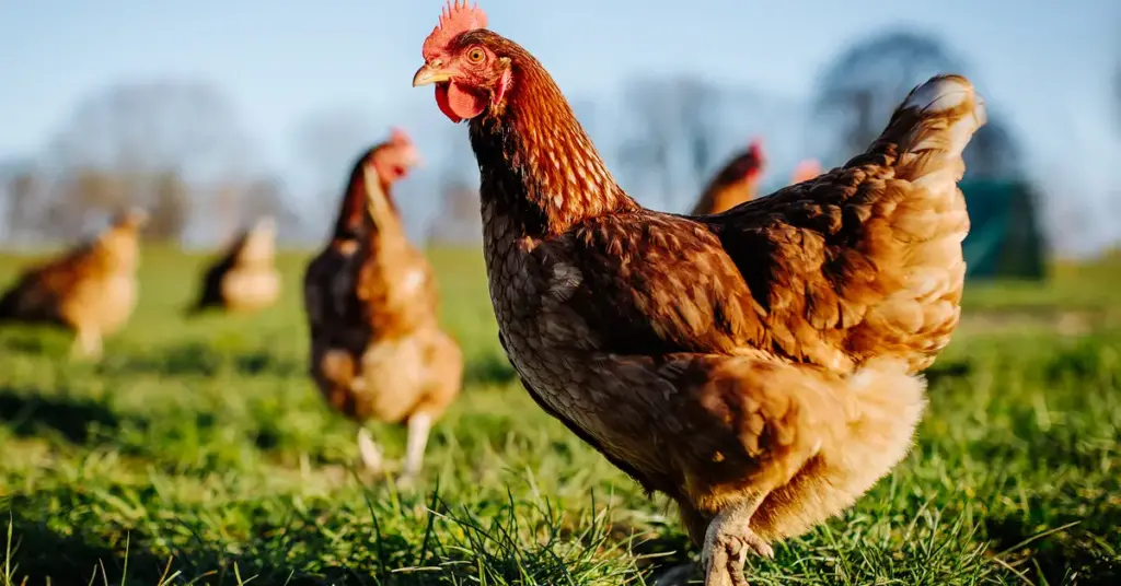 Aldi to Introduce Higher Welfare Standards for Fresh Chicken Suppliers