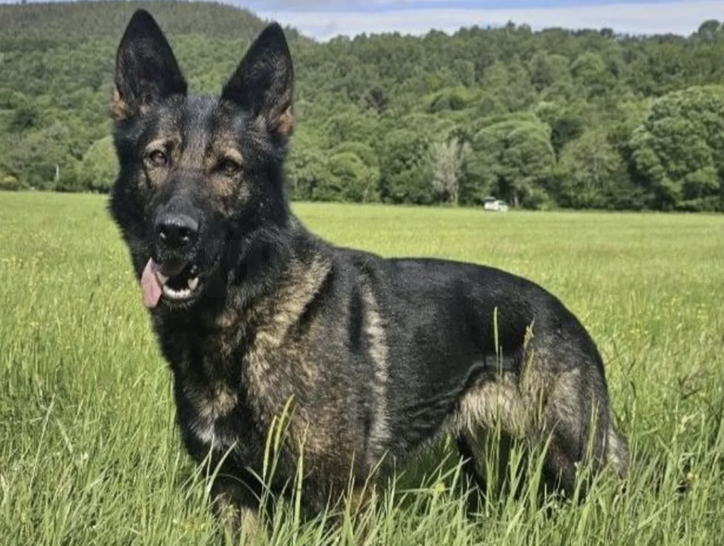 Police Dog Missing Near Loch Ness: Public Urged to Help Locate PD Fergie
