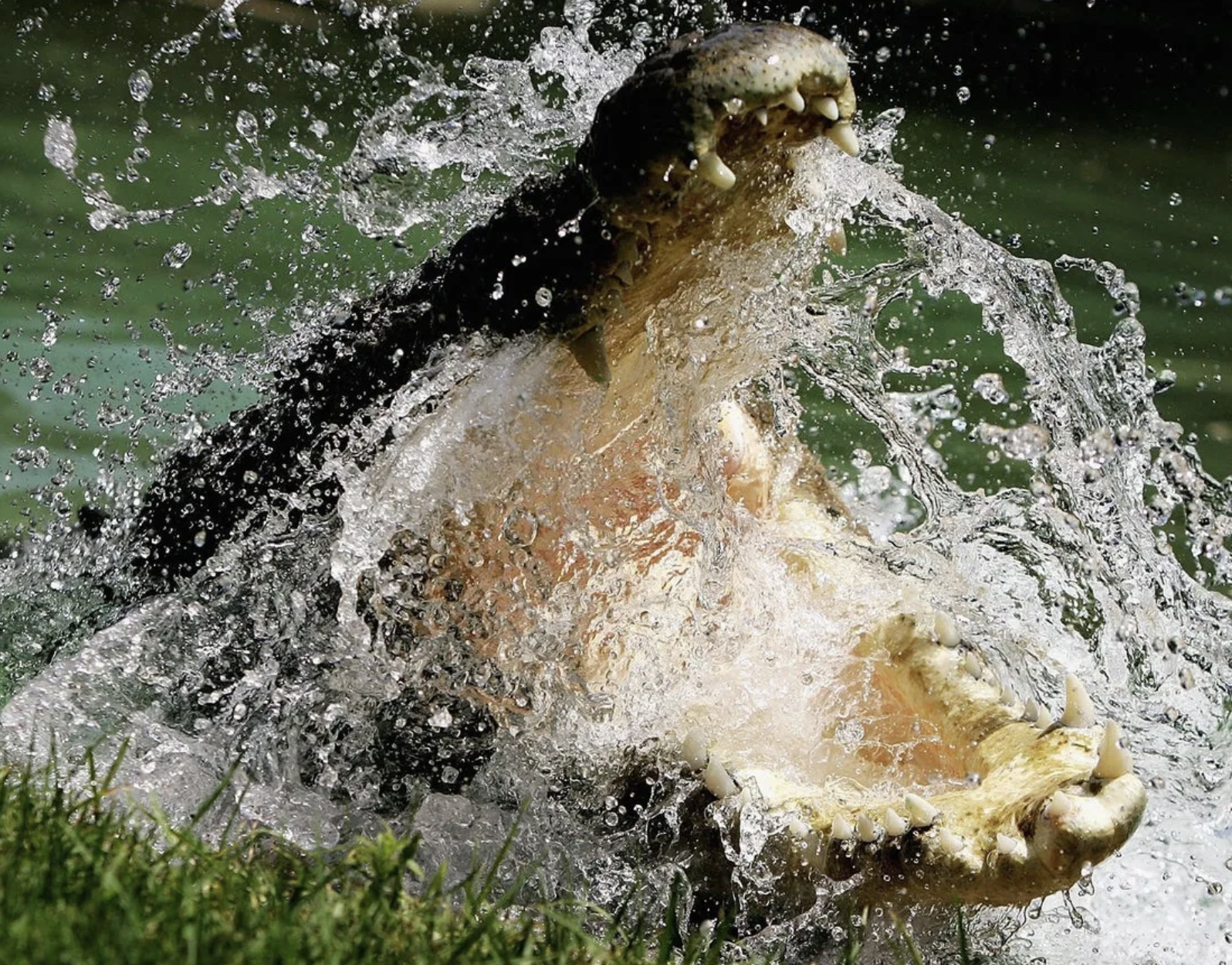 Tragedy Strikes as 12-Year-Old Girl Attacked by Crocodile in Remote Australian Creek