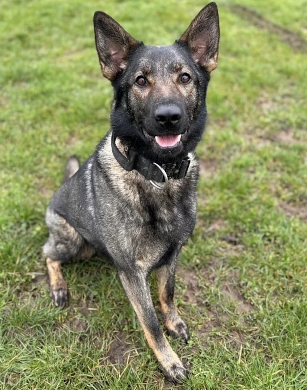 Watermead Park Incident Claims Life of Police Dog: Suspect Arrested for Attempted Murder