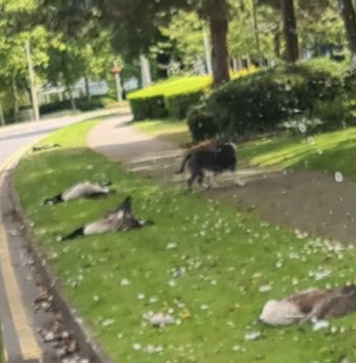 Goose Killing Spree in Dartford Under Investigation
