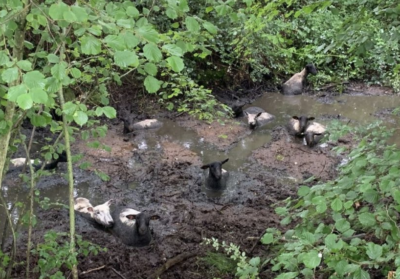 Twelve Sheep Rescued from Muddy Bog in Test Valley