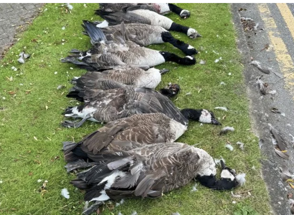 Arrest Made in Dartford After Death of Eight Geese