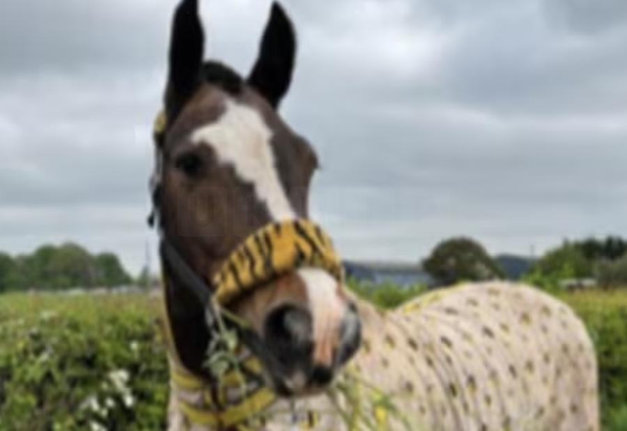 Urgent Alert for Horse Owners Following Gruesome Discovery in Worksop