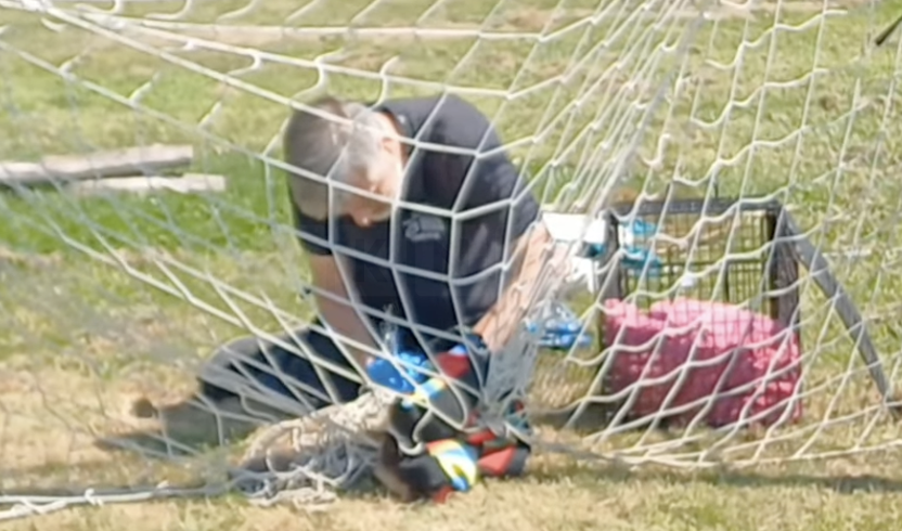WRAS Rescues Fox Cub Trapped in Football Netting in Beckley