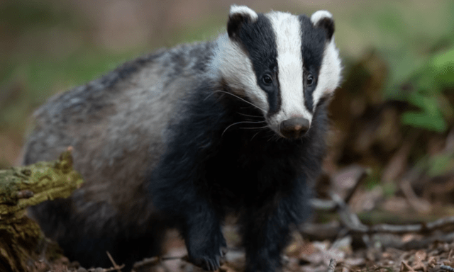 Badger Culling Debate Reignites Following BBC Documentary