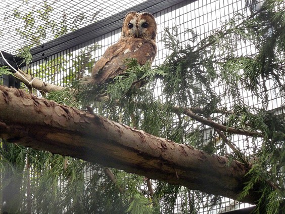 East Sussex Wildlife Rescue Reports Busy Bank Holiday Weekend with Over 185 Creatures Helped