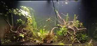 10 Homes Cordoned off after Chemical Incident in Dagenham: Seven Suffer Respiratory Issues from Fish Tank Coral Toxin