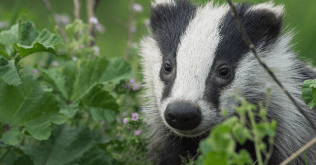 New TB Eradication Strategy Launched to End Badger Cull and Protect Farmers’ Livelihoods