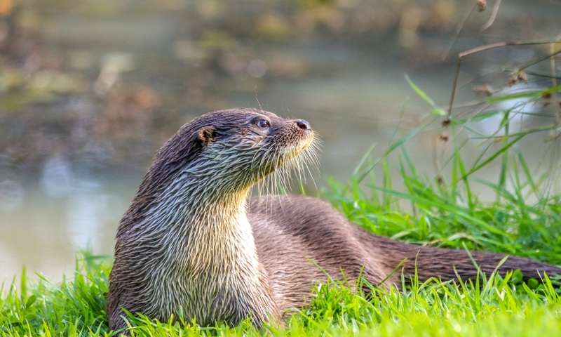 Otter Side of the Road: New Shelf Keeps Wildlife Safe