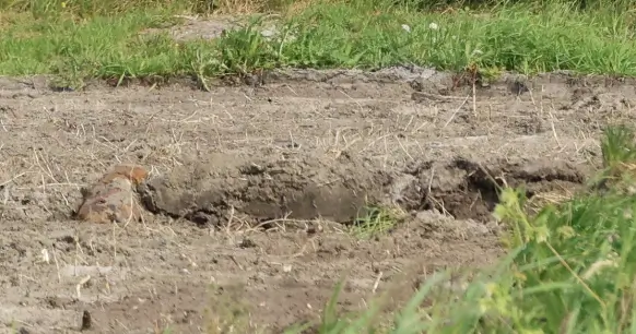Area Template Specialists Carry Out Controlled Explosion After WWII Mustard Gas Shell Unearthed in Dunkirk