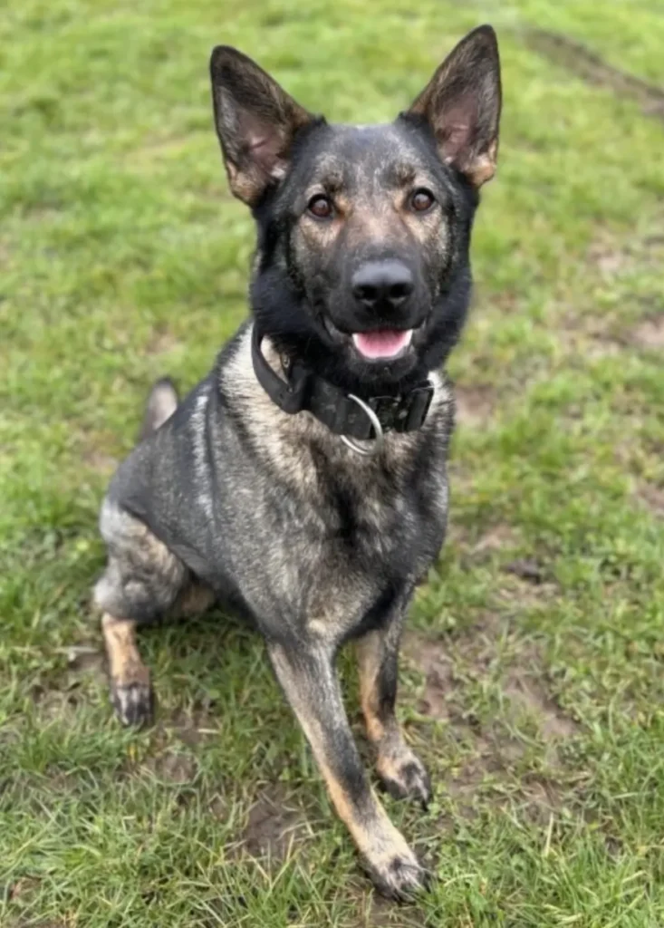 Tears and Tributes for Brave Leicestershire Police Dog Who Died in the Line of Duty