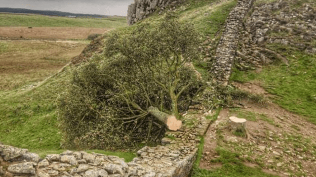 Sycamore Gap Tree Duo Plead Not Guilty