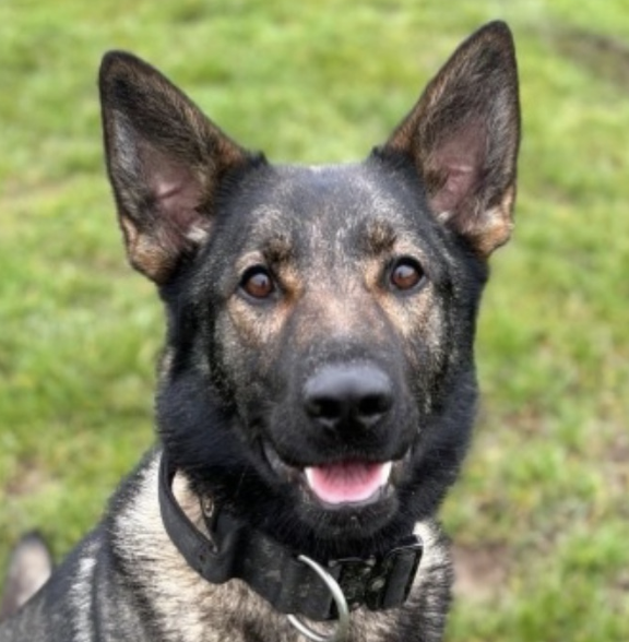 Tears and Tributes for Brave Leicestershire Police Dog Who Died in the Line of Duty