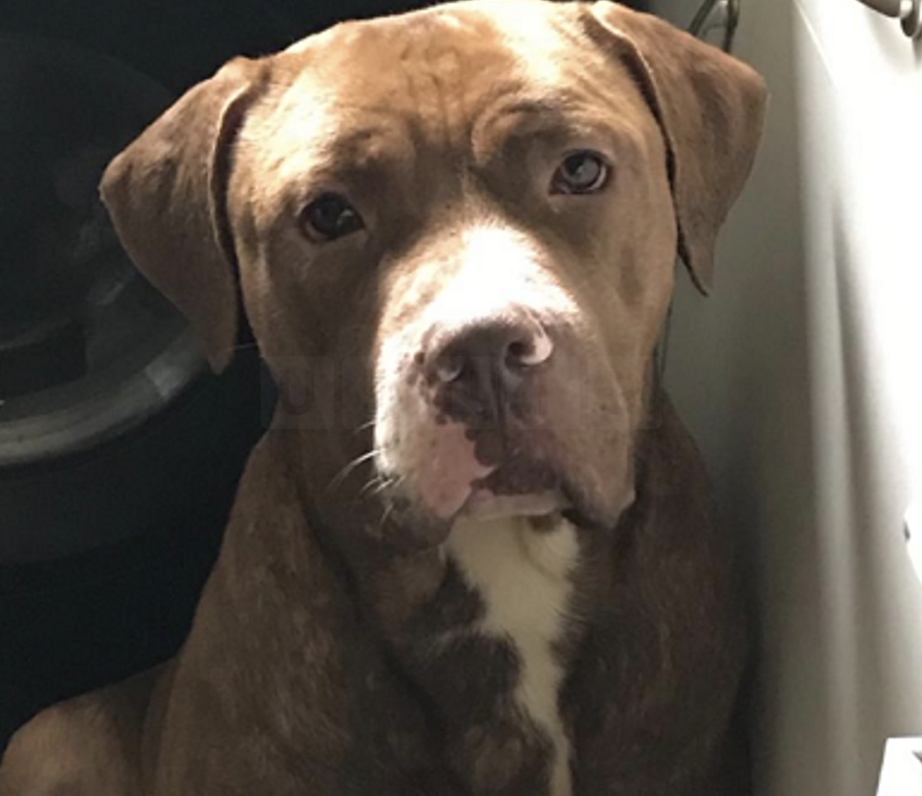 Urgent Appeal for Missing Dogs After Man Found Dead in Suspected Fatal ‘Attack’ in West Midlands