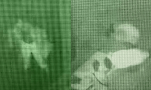 Vandals Target Worcester Waddle Penguin