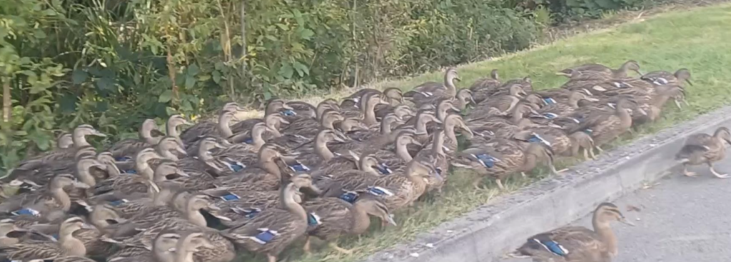 Waddling Ducks Rescued from Busy Eastbourne Road in Uckfield