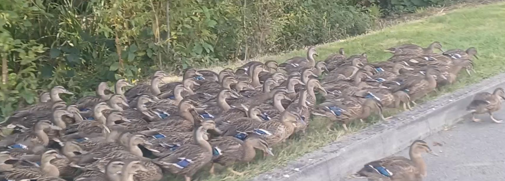 Waddling Ducks Rescued from Busy Eastbourne Road in Uckfield