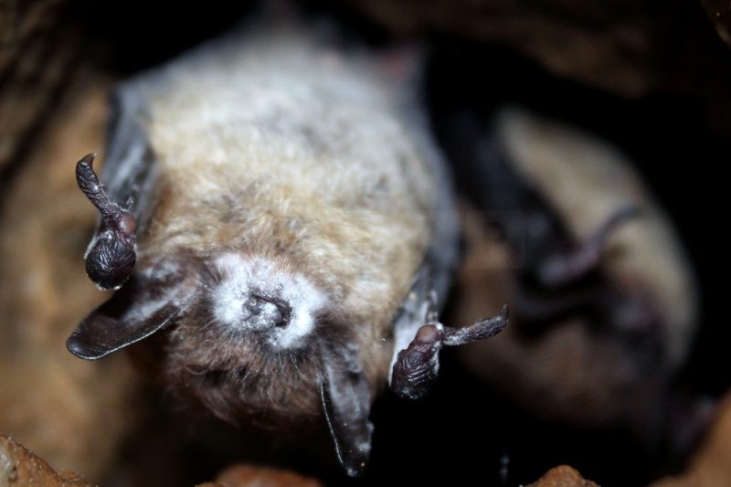 Bat Die-Offs from White-Nose Syndrome Linked to Increased Pesticide Use and Rising Infant Mortality