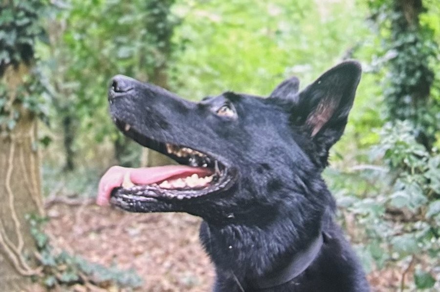 BTP Dog Helps Locate Crime Scene in West London