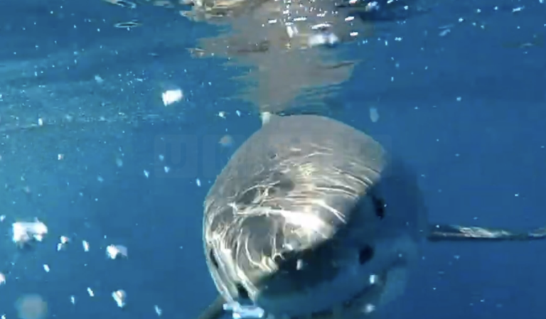 Scientists Launch Search for Great White Sharks off Irish and UK Coasts