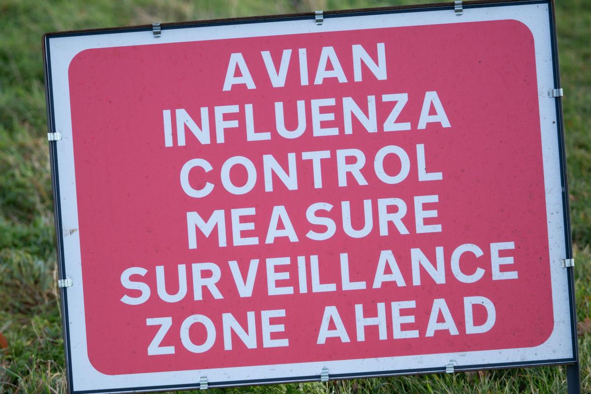 Avian Influenza Prevention Zone Declared in Eastern England to Combat Bird Flu Outbreak