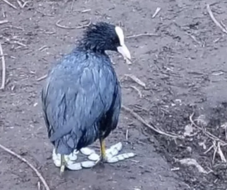 Environmental Disaster As 4,000 Litres Of Diesel Spills Into River Wandle In Croydon Environmental Disaster as 4,000 Litres of Diesel Spills into River Wandle in Croydon