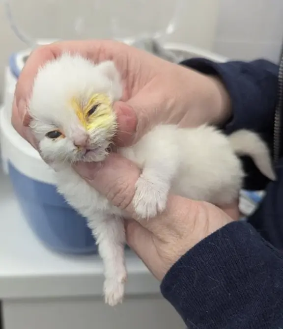 Heartbreak In Canterbury As Abandoned Kittens Found — Rspca Issues Appeal Heartbreak in Canterbury as Abandoned Kittens Found — RSPCA Issues Appeal