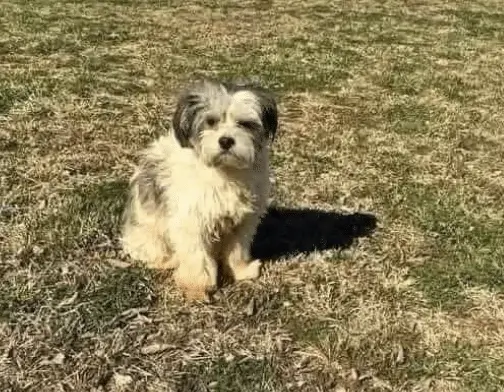 Search Continues For Owner Of Lost Dog Found In East London Search Continues for Owner of Lost Dog Found in East London