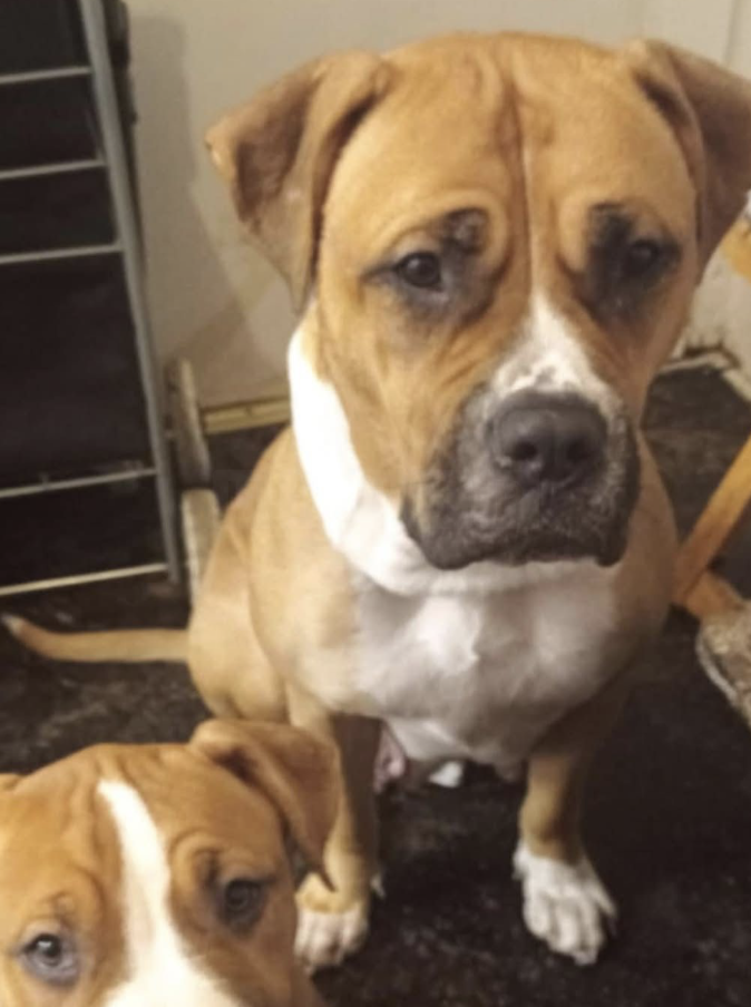 A beloved pet dog stolen from outside a home in Brantwood Road, Tottenham (N17) has been found safe and reunited with her owner, bringing…