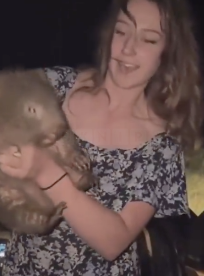 American Influencer Faces Possible Deportation After Snatching Baby Wombat for Social Media Content