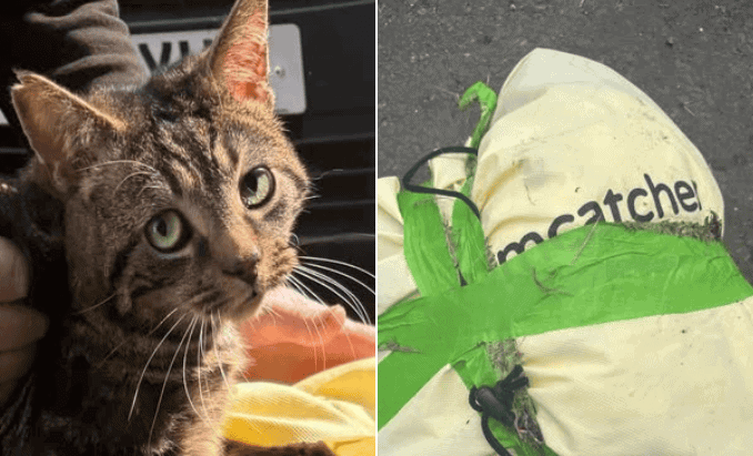 Cat Found Taped in Bag and Abandoned in Angmering in ‘Sickening Act of Cruelty’