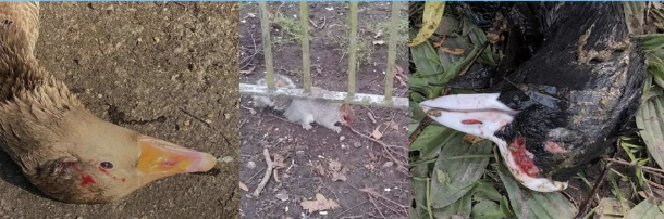 Community to Rally in Orpington Against Shocking Wildlife Attacks