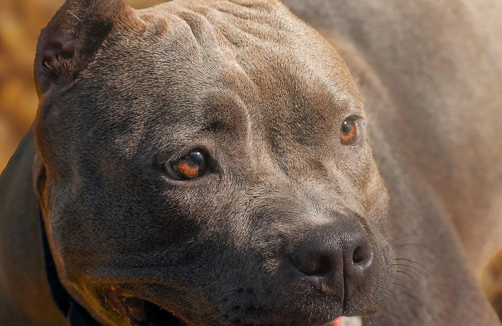 Dangerous Dog Incident in Adderbury Safely Resolved, Say Police