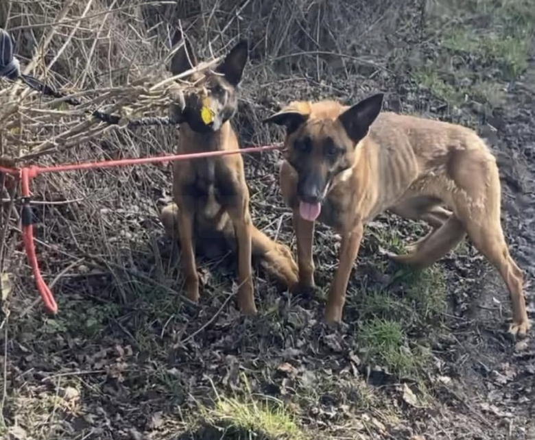 Dogs Found Abandoned in “Terrible Condition” Near Birmingham Dogs Home – Appeal for Information