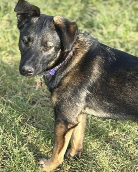 Family Dog Missing After Fatal M1 Crash That Killed Another Pet