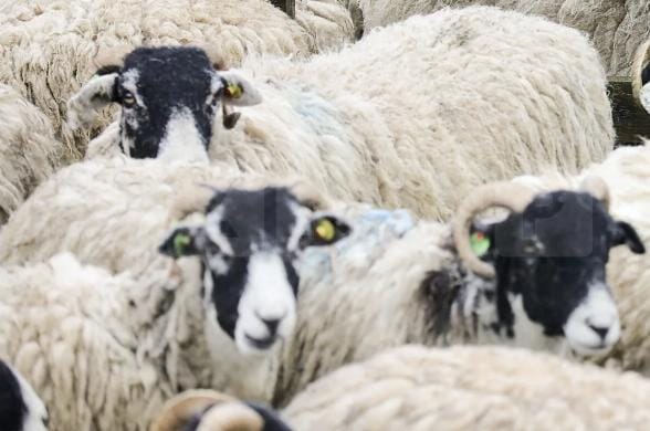 First UK Case of Avian Influenza Detected in Sheep Prompts Nationwide Alert