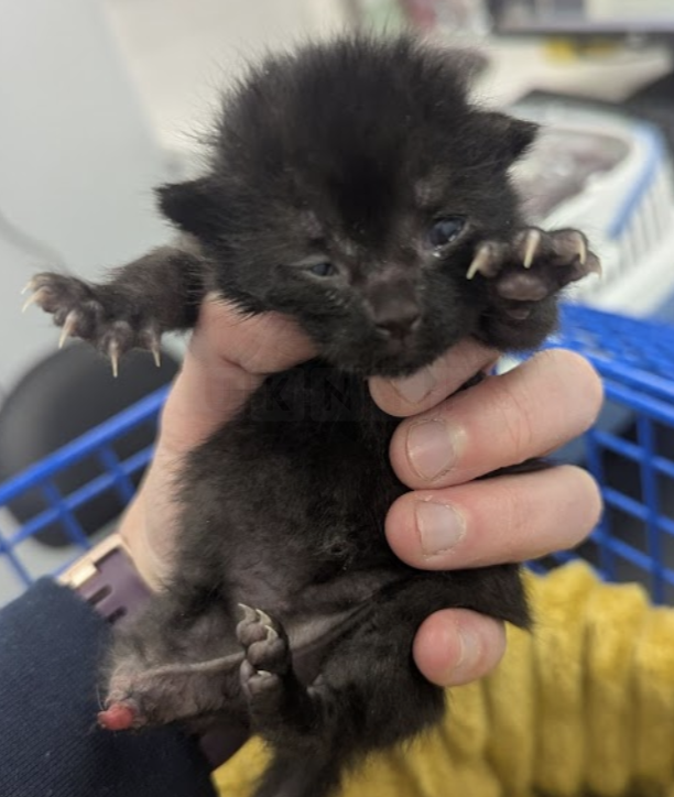 Heartbreak in Canterbury as Abandoned Kittens Found — RSPCA Issues Appeal