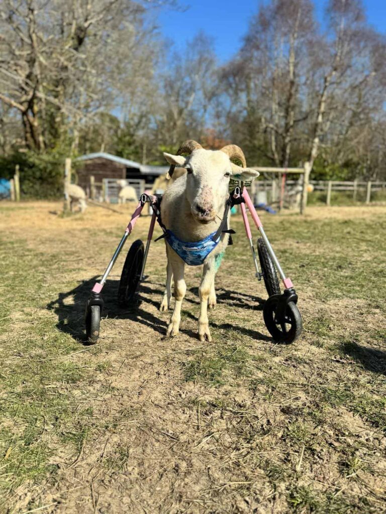 Hope the Sheep Gets Her Wheels Thanks to Big-Hearted Donors in West Sussex