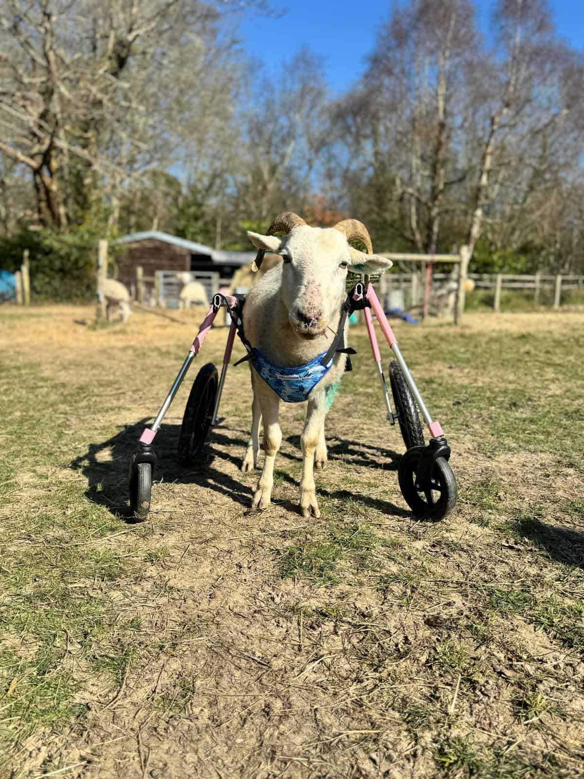 Hope the Sheep Gets Her Wheels Thanks to Big-Hearted Donors in West Sussex