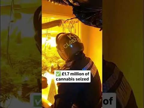 Sussex Drug Raids Lead to 17 Arrests and Seizure of £1.7M in Cannabis