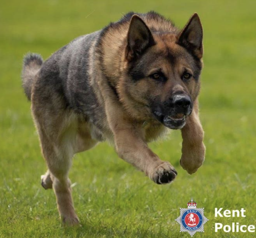 Police Dog Boris Retires After Illustrious Crime-Fighting Career with Kent Police