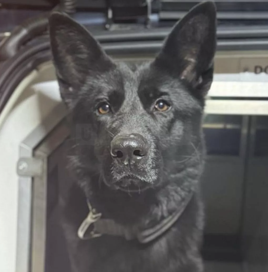 Police Find Two Men Hiding in Normacot Outbuilding During Car Theft Investigation